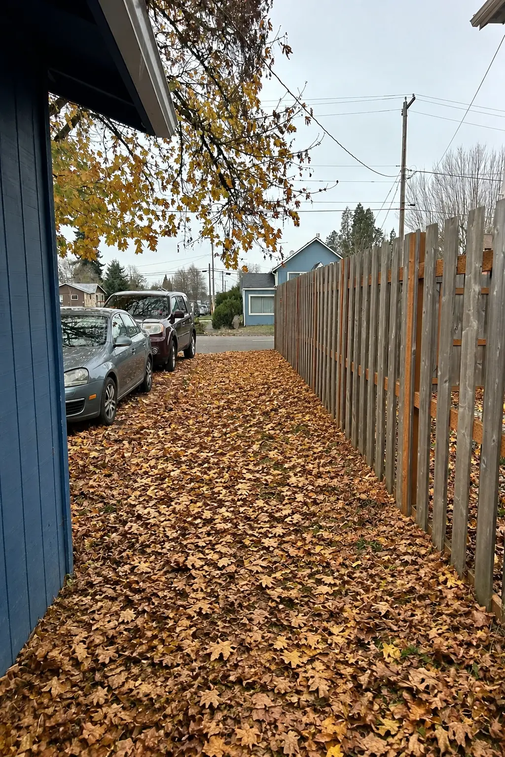 After: the side yard cleared of all junk, with only fallen leaves left on the ground