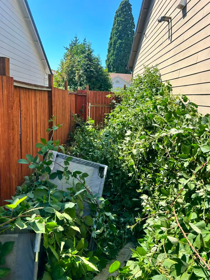 Narrow side yard overgrown with blackberry and old patio furniture